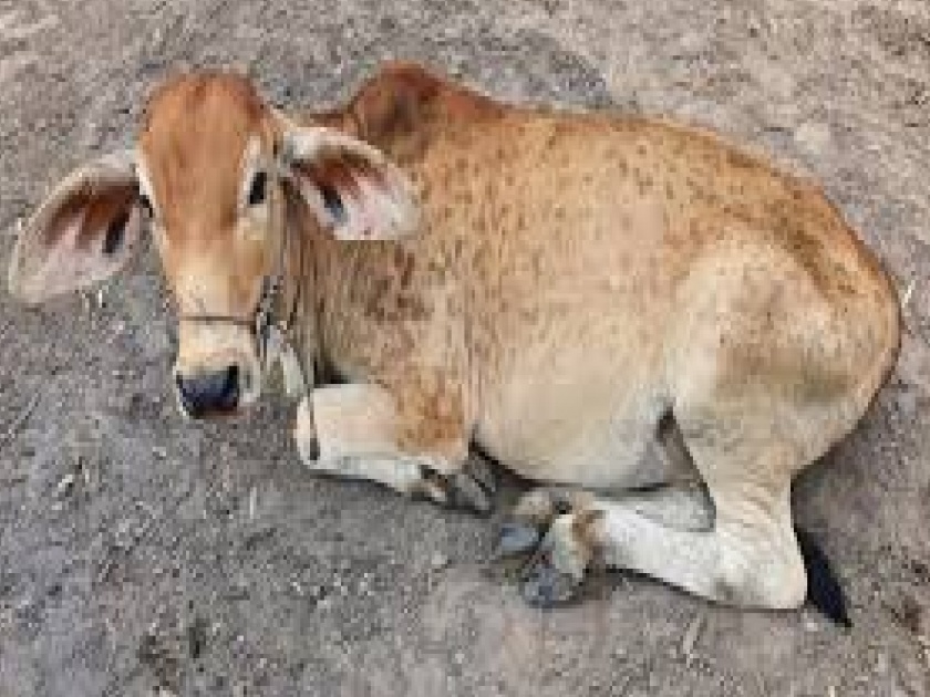 2109 lumpy infected animals in Kolhapur district, more spread in Karveer | कोल्हापूर जिल्ह्यात २१०९ लम्पीबाधित जनावरे, करवीरमध्ये अधिक फैलाव 