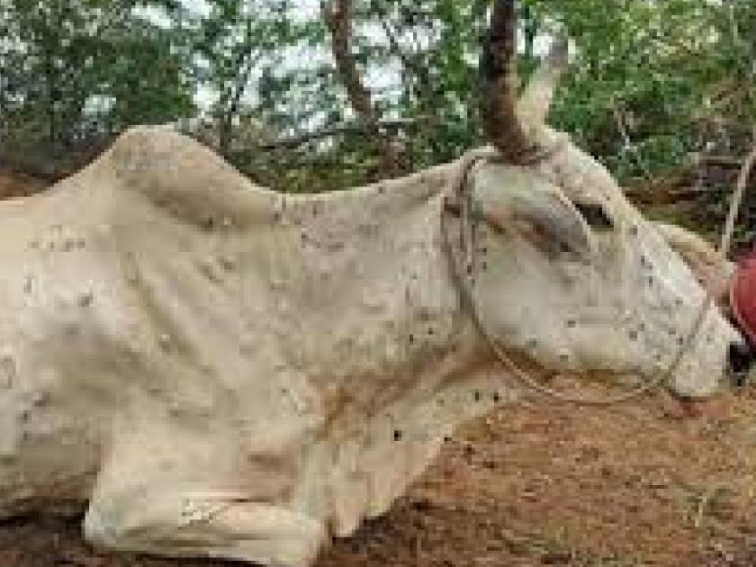 Lumpy in Sindhudurg, three animals died in fifteen days | सिंधुदुर्गात लम्पीचे थैमान, पंधरा दिवसात तीन जनावरे मृत्युमुखी, महाळुंगे गावात शेतकरी त्रस्त