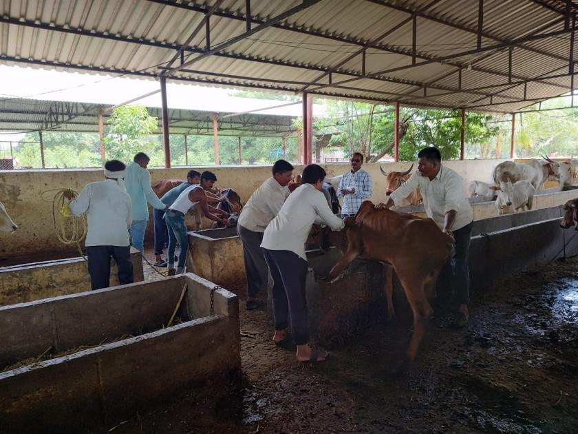 Outbreak of Lumpy in Ashti, vaccination of 20 thousand animals in 45 villages | आष्टीत लंपीचा प्रादुर्भाव, ४५ गावांतील २० हजार जनावरांचे लसीकरण