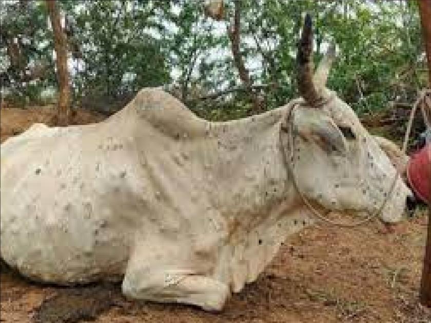 Lumpy outbreak again in Sindhudurga, animal husbandry worried | सिंधुदुर्गात पुन्हा लम्पीचा उद्रेक, पशुपालक चिंतित 