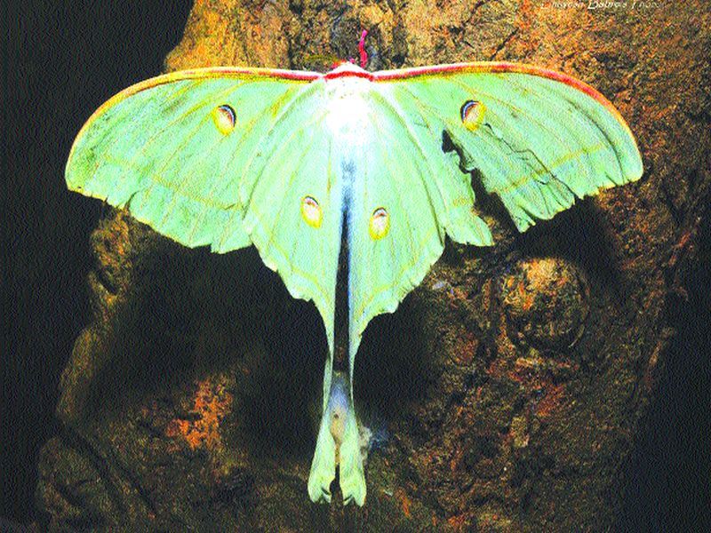 Darshan of rare Luna moth kite; Local efforts to conserve them, environmentalists demand | दुर्मिळ मून मॉथ पतंगाचे बोर्डीत दर्शन; संवर्धनासाठी स्थानिकांनी करायला हवेत प्रयत्न, पर्यावरणवाद्यांची मागणी