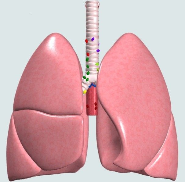 Nagpur second in the state of lung cancer | फुफ्फुसाच्या कॅन्सरमध्ये राज्यात नागपूर दुसरे