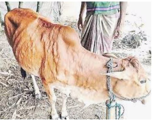 Lampi to the animals of Nagpur district | नागपूर जिल्ह्यातील जनावरांना ‘लम्पी’चा विळखा