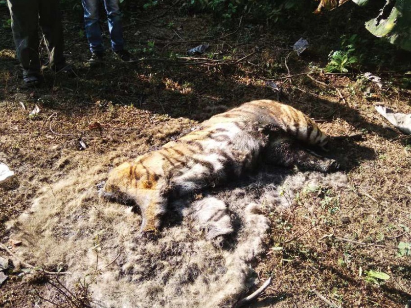 Leopard tiger hunt in Brahmapuri forest department in Chandrapur; The two were taken into custody | चंद्रपूरमध्ये ब्रह्मपुरी वनविभागात पट्टेदार वाघाची शिकार; दोघांना ताब्यात घेतले