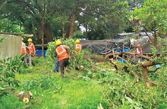 Only 5 trees were cut down for the Metro's Carshed ;; MMRCL urges for accurate information | मेट्रोच्या कारशेडसाठी फक्त ५०० झाडे तोडली?; एमएमआरसीएलने नेमकी माहिती देण्याचा आग्रह