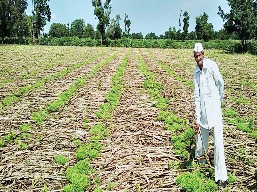Return kharif crop destroyed; Farmers waiting for help | परतीच्या तडाख्याने खरीप पीक उद्ध्वस्त; शेतकरी मदतीच्या प्रतीक्षेत