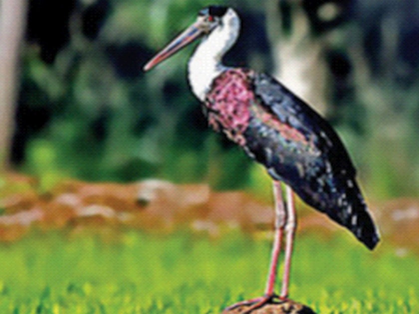 Migratory birds endangered by tourists with pollution | प्रदूषणासह पर्यटकांमुळे स्थलांतरित पक्ष्यांच्या जीवाला धोका