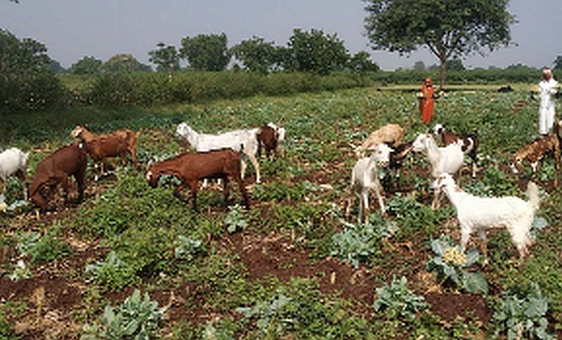  The farm is free for goats | बकऱ्यांसाठी शेत केले मोकळे
