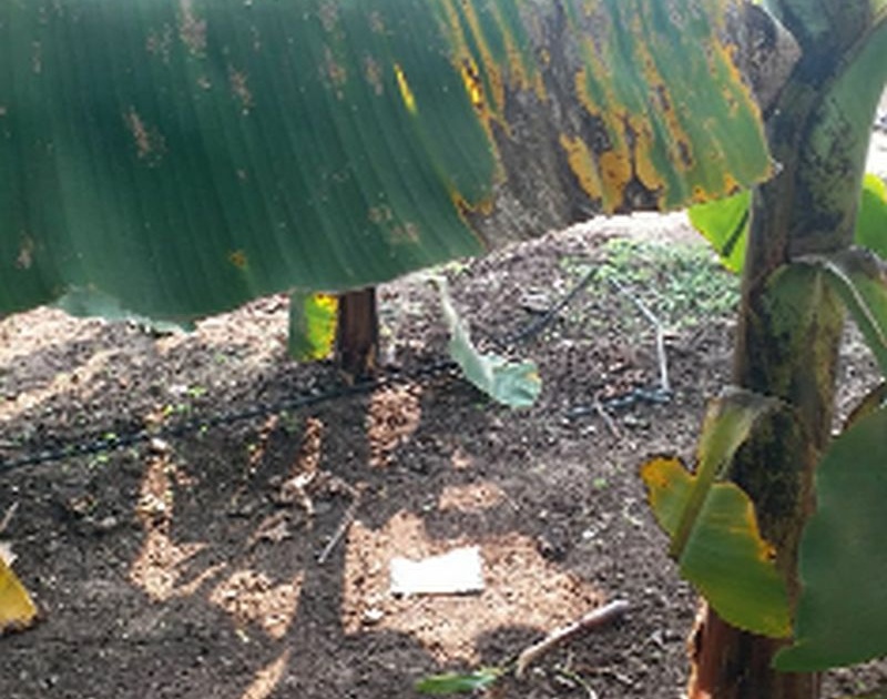 Banana-tomato growers worried about Karpa's disease | करपा रोगाच्या भितीने केळी-टोमॅटो उत्पादक चिंतेत