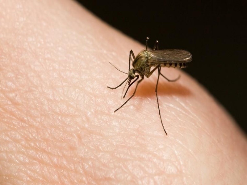 increase of mosquitoes In Pune | पुण्यात शहरामध्ये डास वाढल्याने पुणेकर हैराण