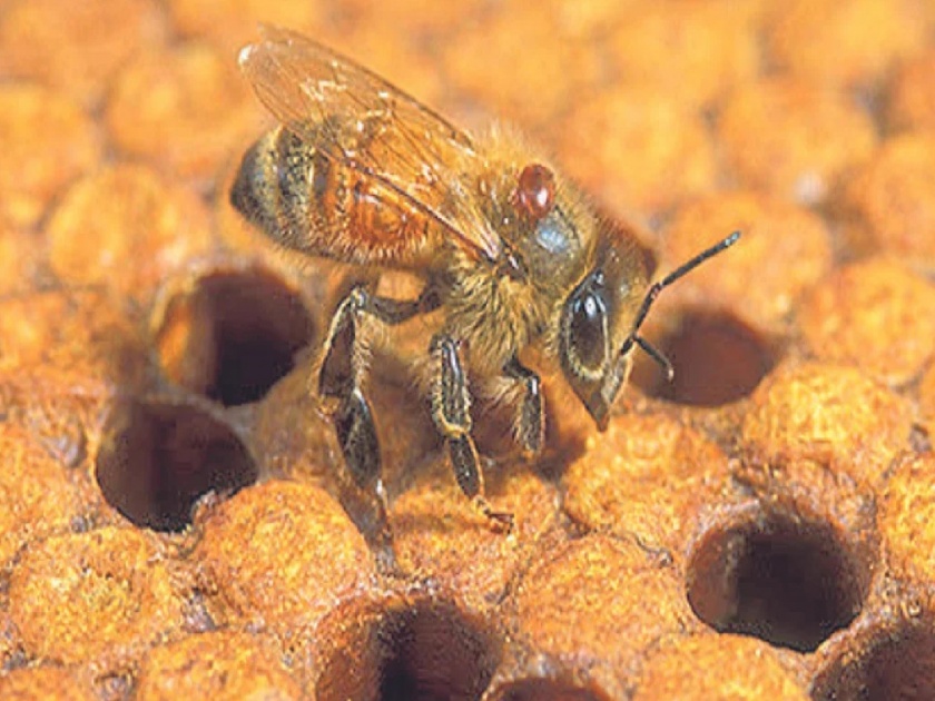 Dyeing worker dies due to bee sting in Kolhapur | Kolhapur News: मधमाशी चावल्याने रंगकाम कामगाराचा मृत्यू