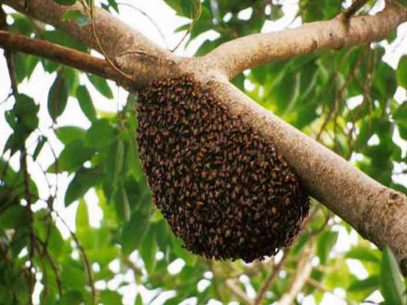 Bee attack on women worshiping Vada | वडाची पूजा करणाऱ्या महिलांवर मधमाशांचा हल्ला