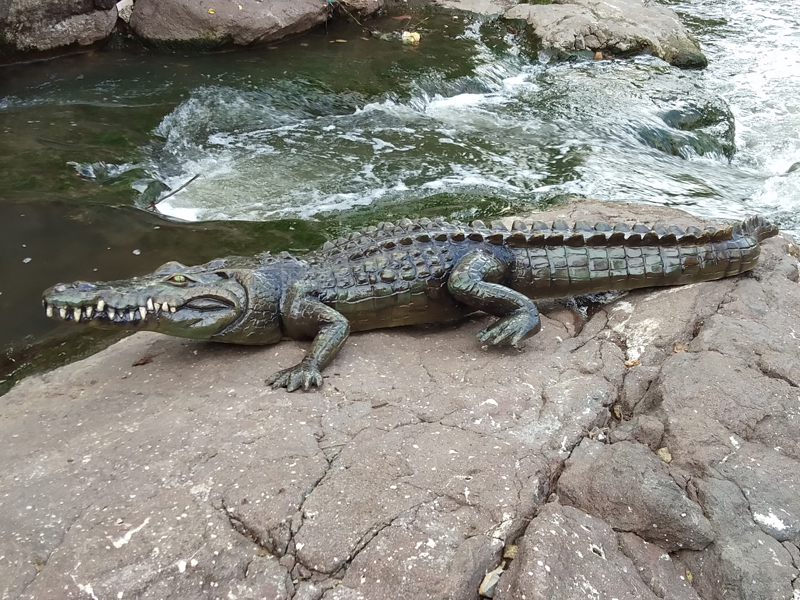 Shocking; Photo session with wildlife lovers stunting with crocodiles in Solapur | धक्कादायक; सोलापुरात मगरीसोबत वन्यजीव प्रेमींची स्टंटबाजी करत फोटोसेशन