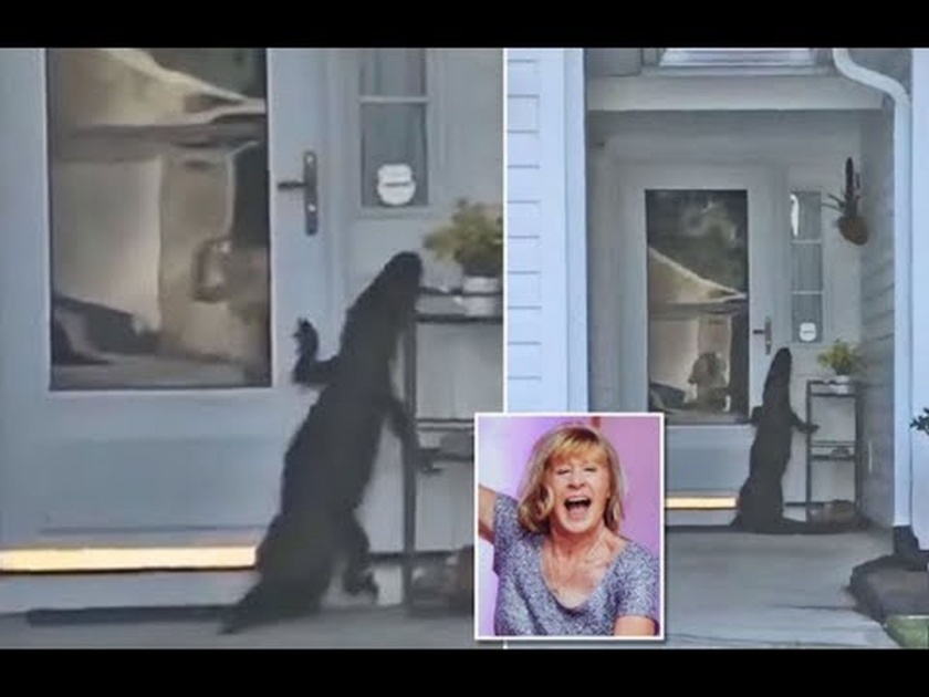 Viral Video : Alligator attempts to ring doorbell watch shocking video | Video : घराची 'डोअर बेल' वाजवण्यासाठी पायांवर उभी झाली मगर, व्हिडीओ झालाय व्हायरल!