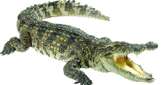 Crocodile handed over to wildlife department | जायकवाडीतील ‘ती’ मगर वन्यजीव विभागाकडे सुपूर्द
