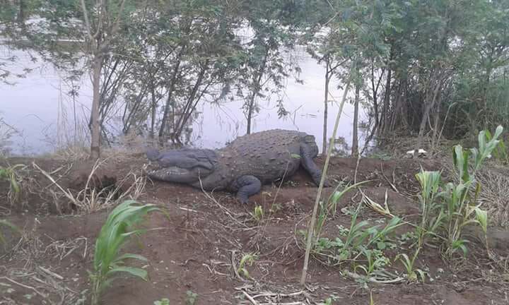 Sensation of dead crocodile, incident in Terekhol river | मृत मगर सापडल्याने खळबळ, तेरेखोल नदीतील घटना