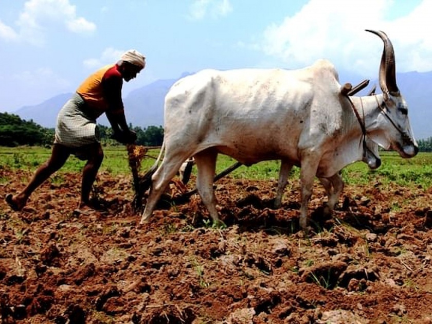 only 50 per cent farmers have been given loan | आतापर्यंत ५० टक्केच शेतकऱ्यांना कर्जवाटप; व्यापारी बँकांच्या आडमुठेपणामुळे फटका