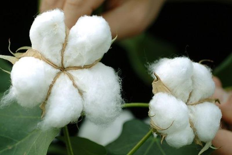 Mahabeej will bring new cotton bolgard varieties! | महाबीज आणणार नवे कापसाचे बोलगार्ड वाण!