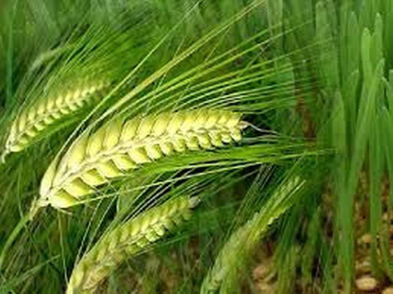 Mahabeej has not sufficient Wheat seeds in Washim District | महाबीजकडे गव्हाच्या बियाण्यांचा तुटवडा 