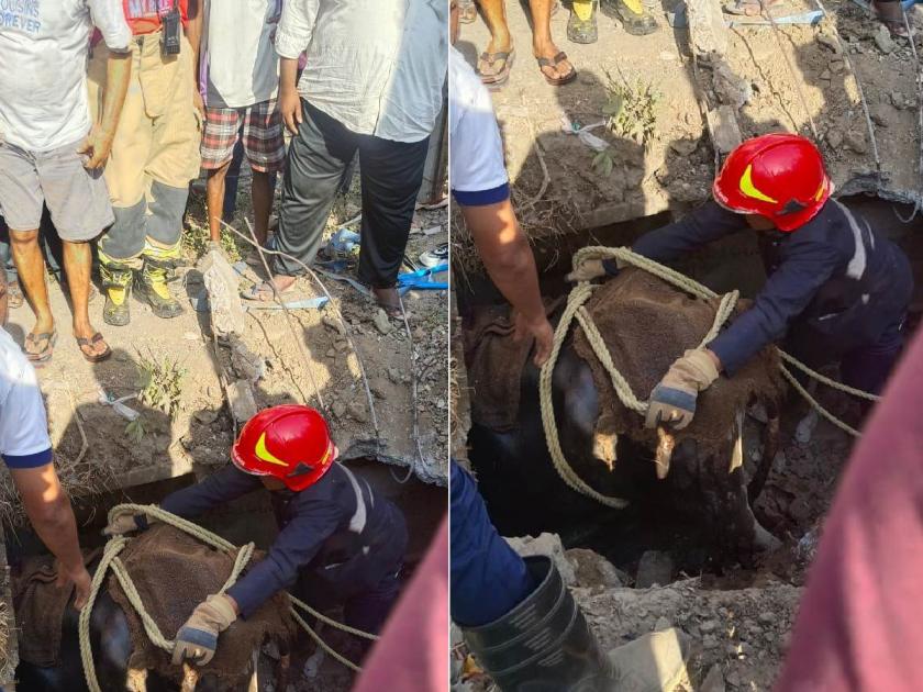 Open drains in Karanjade on cattle tracks, second incident in two months | करंजाडेतील उघडे गटार जनावरांच्या पथ्यावर, दोन महिन्यातील दुसरी घटना