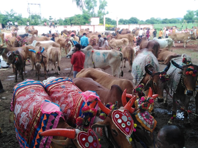 Thousands of bulls involved in Mahapola; A record crowd even during drought | महापोळ्यात हजारो बैलजोड्यांचा सहभाग; दुष्काळातही विक्रमी गर्दी