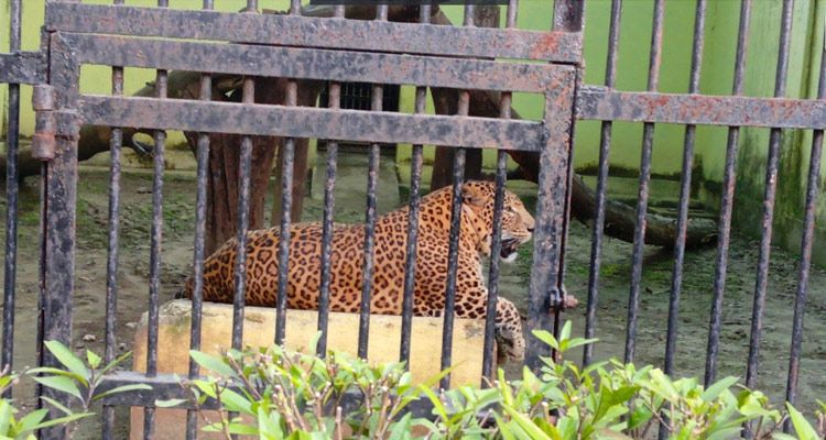 The maintenance of wild animals at the zoo relies on contract staff | प्राणिसंग्रहालयात हिंस्र श्वापदांची देखभाल कंत्राटी कर्मचाऱ्यांच्या भरवशावर