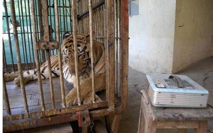 The madman has chaos into Maharajbagh saying that he wants to feed sweet tiger | वाघाला पेढे खाऊ घालायचे आहे म्हणत वेड्याने महाराज बागेत उडविली धमाल
