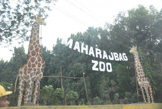 Demand to the center for approval of Maharaj Bagh Zoo | महाराज बाग प्राणिसंग्रहालयाच्या मान्यतेसाठी केंद्राकडे मागणी