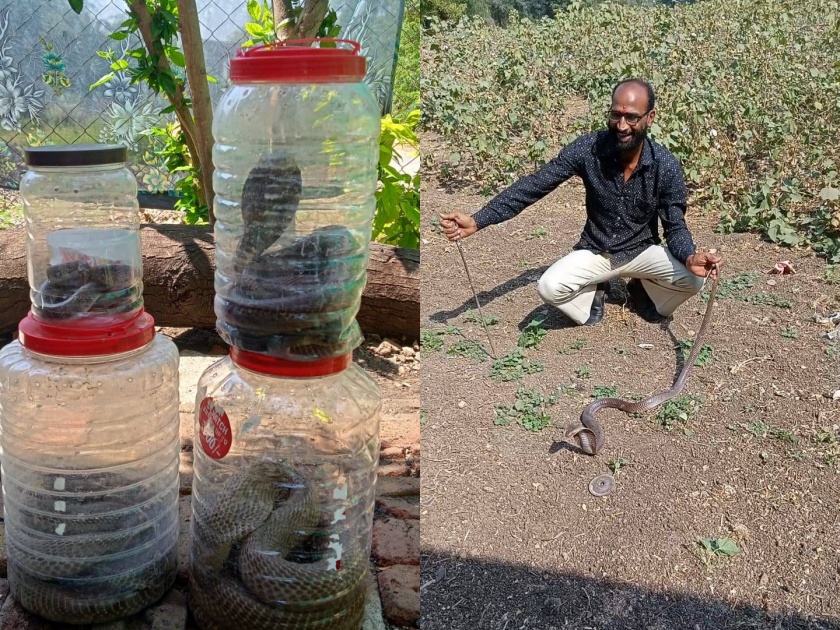 giving life to eight snakes on mahashivratri | महाशिवरात्रीला आठ सापांना जीवनदान
