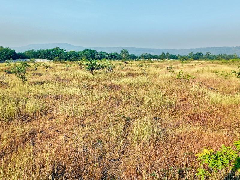 Bsplendor of 129 species on mahatma hill kothrud pune unfortunately hills rubbish | महात्मा टेकडीवर १२९ प्रजातींचे पक्षीवैभव; दुर्दैवाने त्याठिकाणी राडारोडा, कचऱ्याचे साम्राज्य