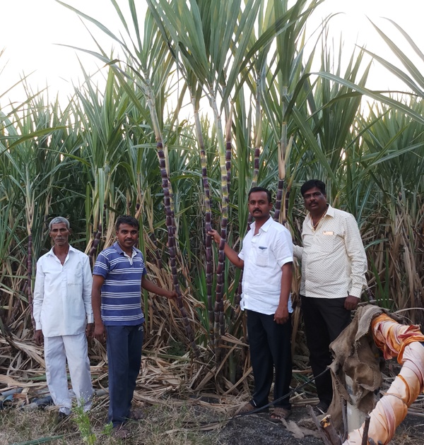 Sugarcane with 28 Kandese on organic farming due to organic farming | सेंद्रिय शेतीमुळे मैंदर्गीच्या माळरानावर २८ कांड्यांचा ऊस