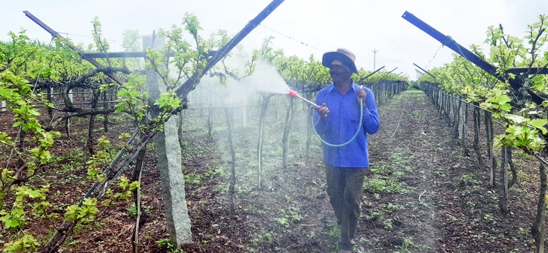 The returning rain and fog hit the vineyards | परतीचा पाऊस अन् धुक्याने द्राक्षबागांना बसला फटका