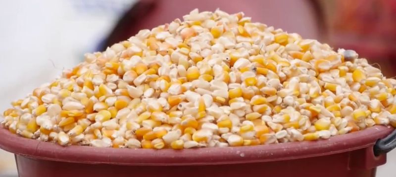 'Maize' on the beneficiaries as a coarse grain! | भरड धान्य म्हणून लाभार्थ्यांच्या माथी ‘मका’ !     