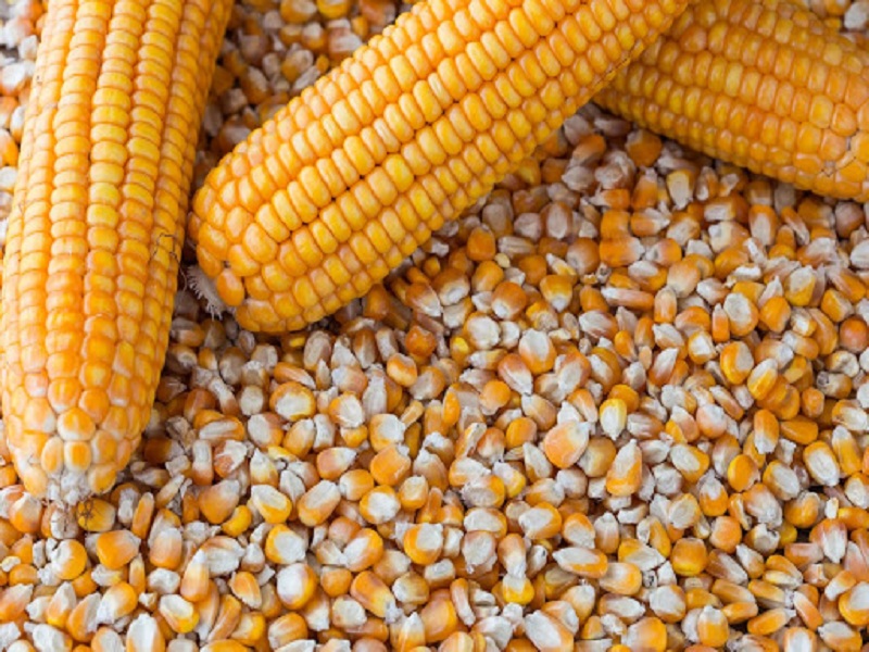 Maize growers lose Rs 600 per quintal; Fraud of farmers by traders as government procurement centers are not operational | मका उत्पादकांना क्विंटलमागे ६०० रुपयांचे नुकसान; शासकीय खरेदी केंद्र सुरु नसल्याने शेतकऱ्यांची व्यापाऱ्यांकडून लुबाडणूक