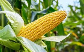 Purchase of maize this year for the first time in rabi season | यंदा रब्बी हंगामात प्रथमच होणार मक्याची खरेदी