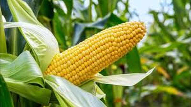 Nafed's corn sales payment stalled | नाफेडच्या मका विक्रीचे चुकारे रखडले!