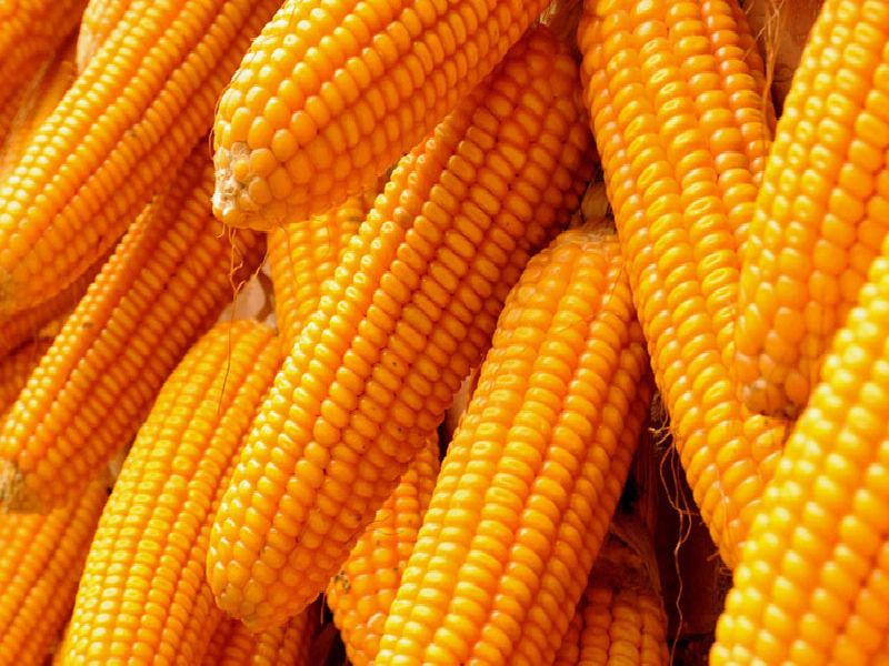 In the market of Nashik district, the prices of maize increased by 100 rupees | नाशिक जिल्ह्यातील बाजारपेठेत मक्याचे भाव १०० रुपयांनी वाढले