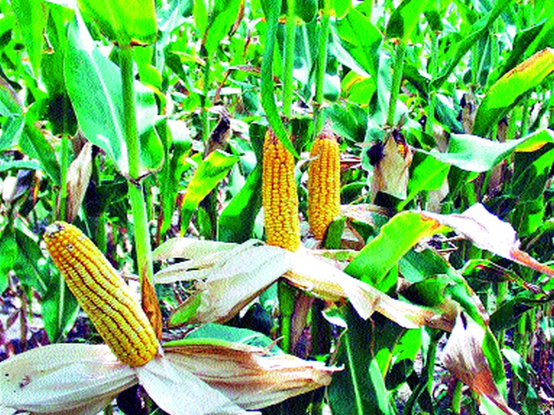 The production of larvae on maize crop | मका पिकावर अळीचा प्रादुर्भाव