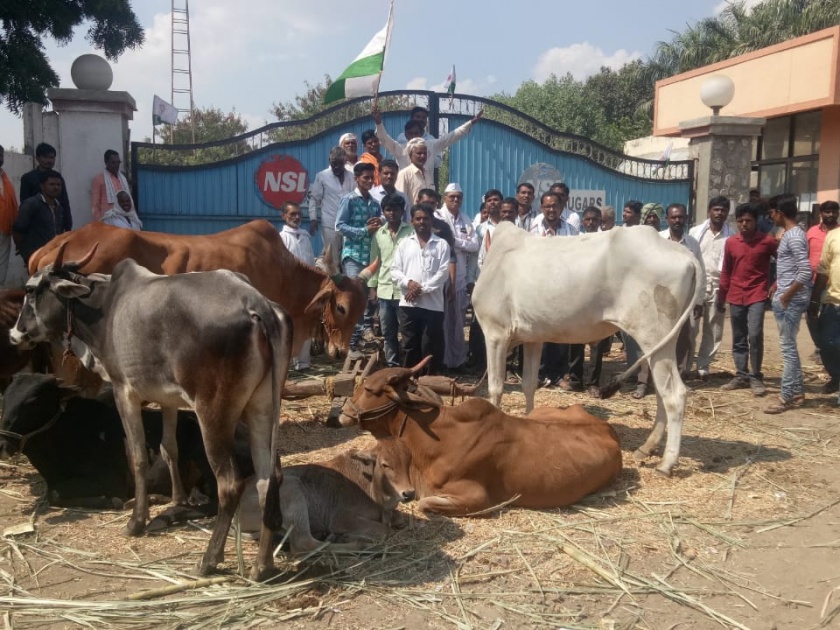 farmers thiyya agitation infront of Jai Mahesh sugar factory for pending amount | बील थकविल्याप्रकरणी माजलगावात शेतकऱ्यांचा कारखान्यावर जनावरांसह ठिय्या