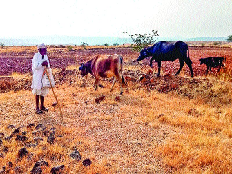 Increase in drought conditions | दुष्काळाच्या झळांत वाढ : खेड तालुक्यात पशुधन विक्रीला