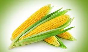  The high rate of the maize at the Vadangali subdivision | वडांगळी उपबाजारात मक्याला उच्चांकी दर