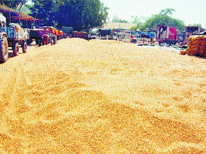 Delay in procurement of maize at government centers | शासकीय केंद्रावर मका खरेदीस विलंब, शेतकरी संतप्त