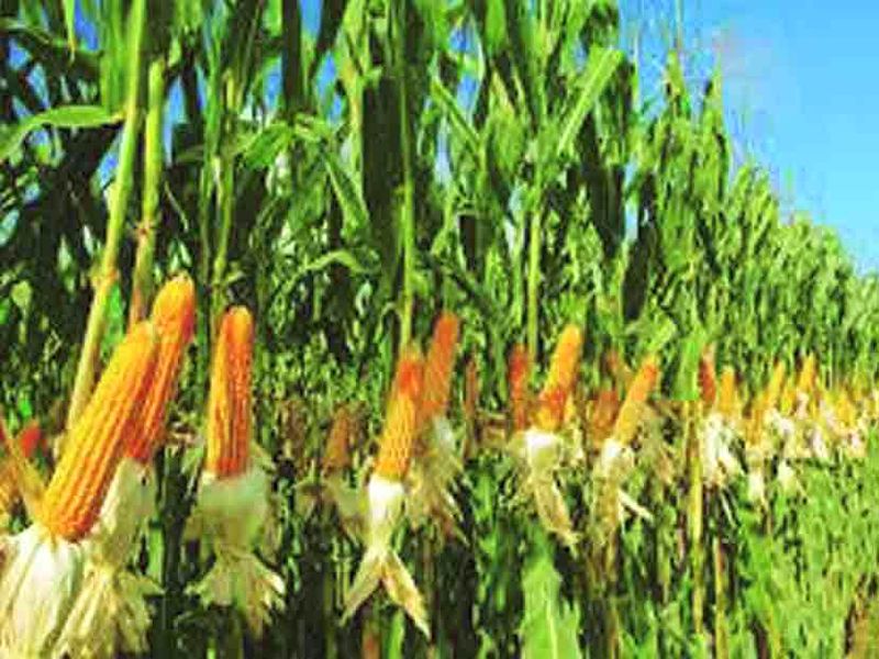 Maize purchase extended till July 15; Aims to purchase lakhs of clinters | मका खरेदीस 15 जुलैपर्यंत मूदतवाढ  ; नऊ लाख क्लींटर खरेदीचे उद्धीष्ट