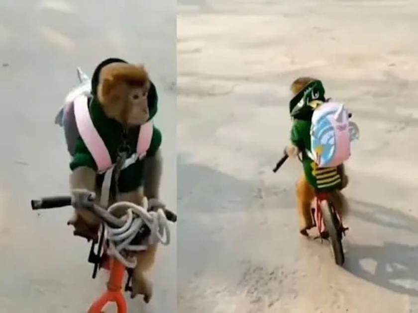 monkey cycling and going to school with school bag cute video goes viral | माकड ऐटीत चालवतंय सायकल, चालंलय शाळेत, असा क्युट व्हिडिओ तुम्ही पाहिला नसेल