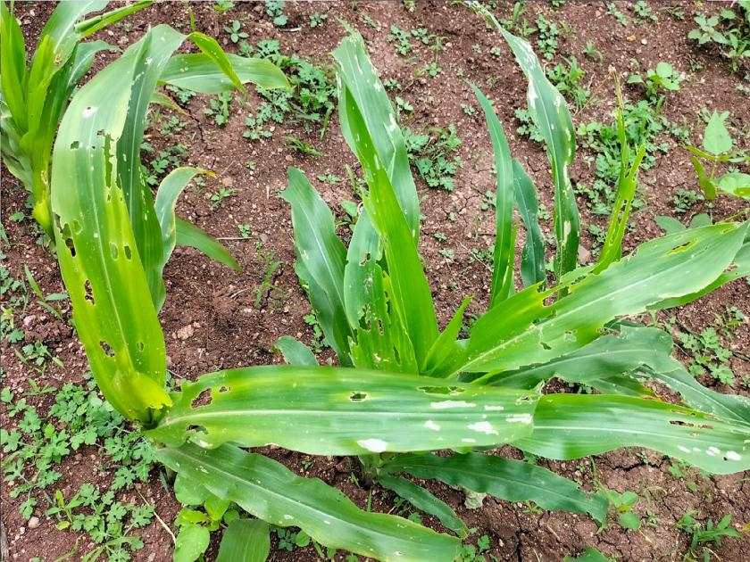 Disease threat to maize crop in Kavathemahankal taluka | कवठेमहांकाळ तालुक्यात रोगामुळे मका पिकाला धोका, उत्पादन घटण्याची शेतकऱ्यांमध्ये भीती