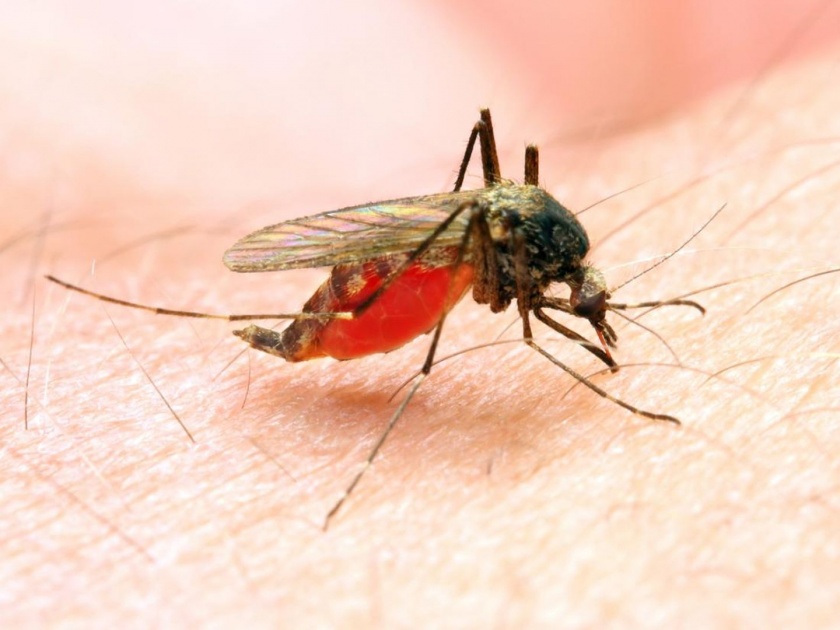 World Malaria Day : Know the Symptoms, precautions and treatment | वर्ल्ड मलेरिया डे : जाणून घ्या या आजाराची लक्षणे, कारणे आणि उपाय