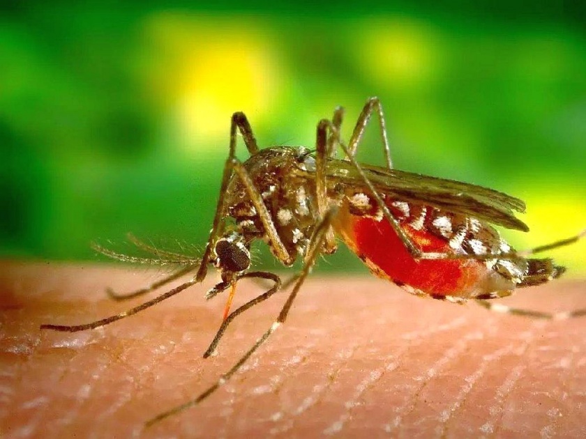 Gadchiroli district is in the grip of malaria; three deaths in four months | यंदाही गडचिरोली जिल्हा मलेरियाच्या कचाट्यात; चार महिन्यांत तिघांचा मृत्यू