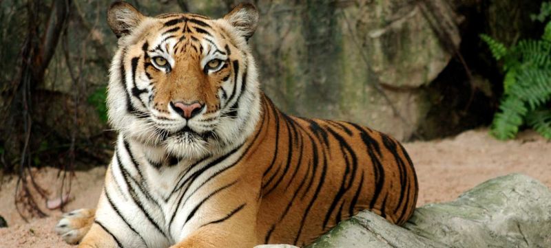 Tigers also at risk of Carona infection? Instructions for monitoring movements | वाघांनाही काेरोना संसर्गाचा धोका? हालचालींवर लक्ष ठेवण्याच्या सूचना