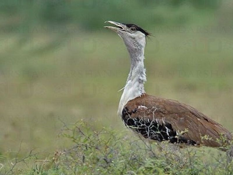 Maldhok bird sanctuary is famous for Indian Bustard in Nannaj | सोलापुरातील अभयारण्याला माळढोकची प्रतीक्षा!