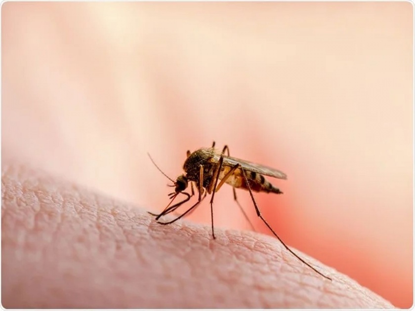 Malaria on top in Mumbai within a week; A call to beware of mosquitoes | आठवड्याभरात मुंबईत मलेरिया टॉपवर; डासांपासून सावध राहण्याचे आवाहन